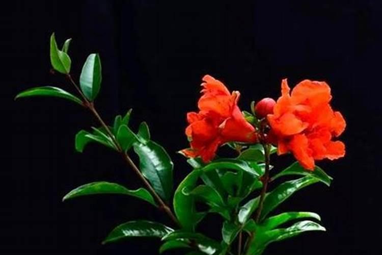 石榴花怎么招财最好风水？