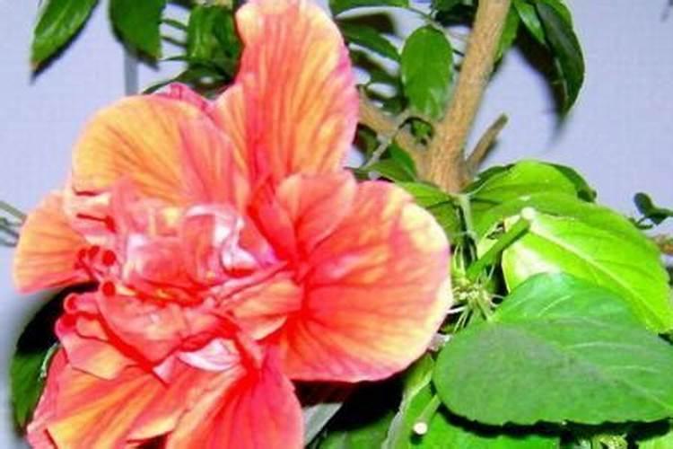 牡丹花可以种在院子里吗？