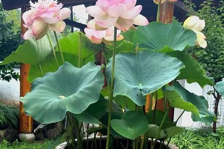庭院荷花缸风水禁忌在院子里种荷花有什么禁忌？