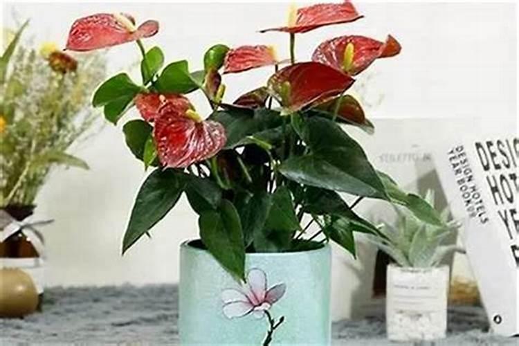 店里放什么植物招财最好？