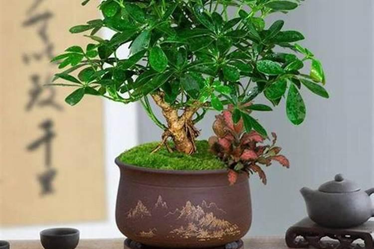 我想了解室内风水旺财植物都有哪些在办公室放哪些植物最招财呢？