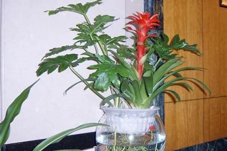 最旺的招财花
