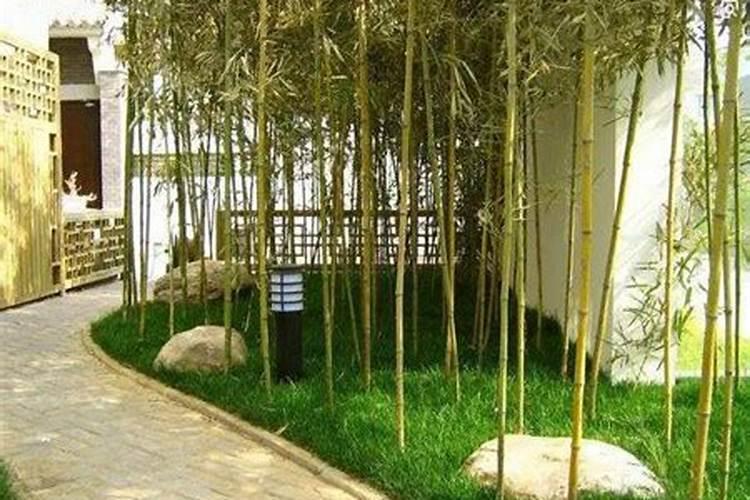 竹子是别墅庭院的风水植物庭院里为什么要种竹子？