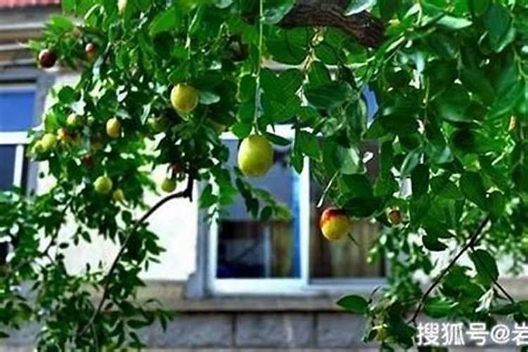 农村住宅风水大师院子里种果树好吗？