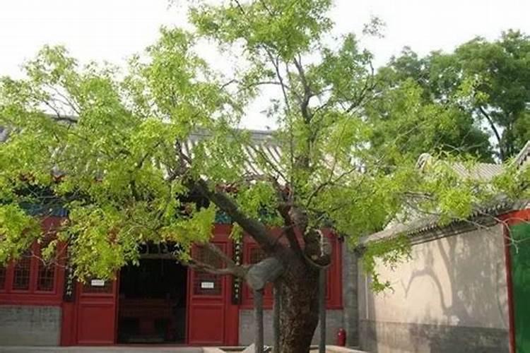 北方什么树最旺财最旺人？