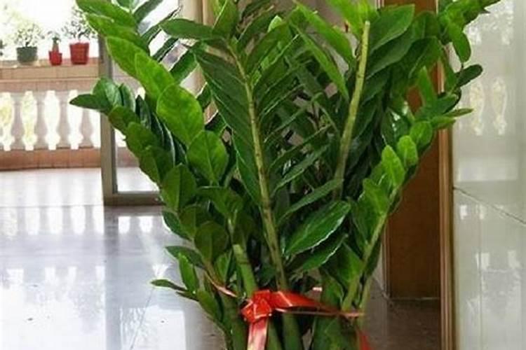 室内镇宅旺财的树什么植物旺财？