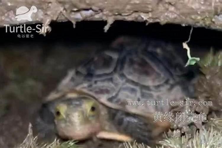 中华草龟、黄缘龟等乌龟招财么,要怎么摆放招财「龟谷鳖老」？