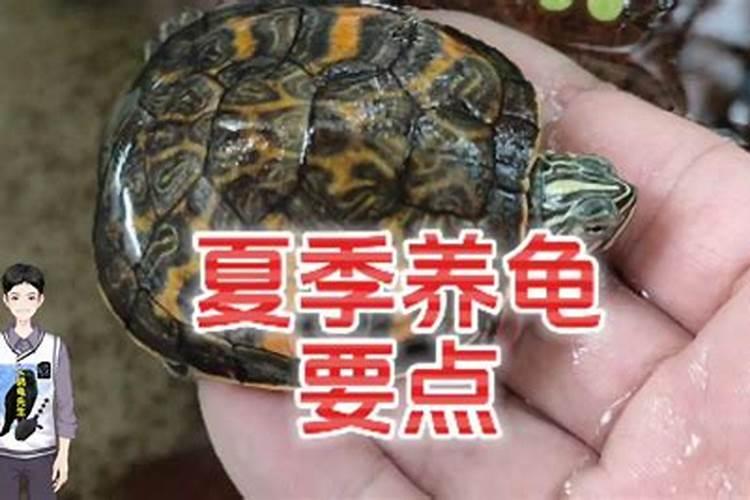 如果养龟家庭养什么龟好,家庭适合养什么龟最好？