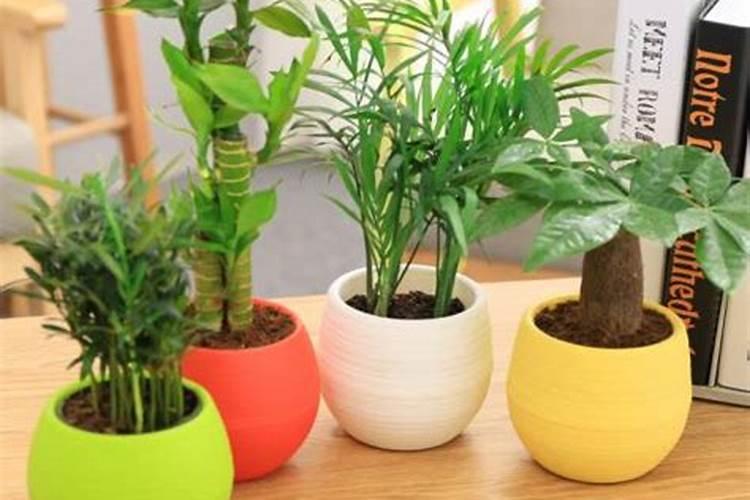 绿植放办公桌左边还是右边好？