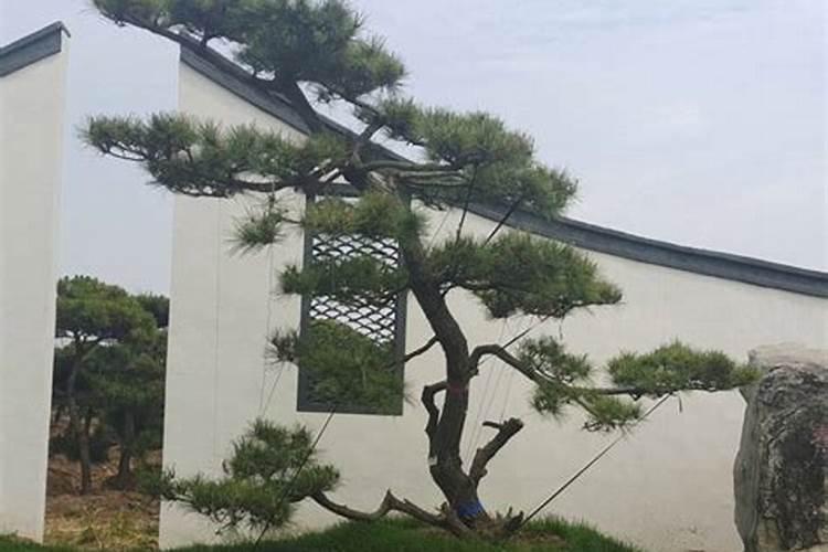 房屋旁有松树风水怎么样？