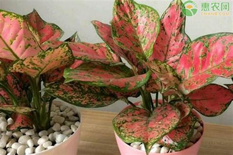 最旺宅的植物是什么？