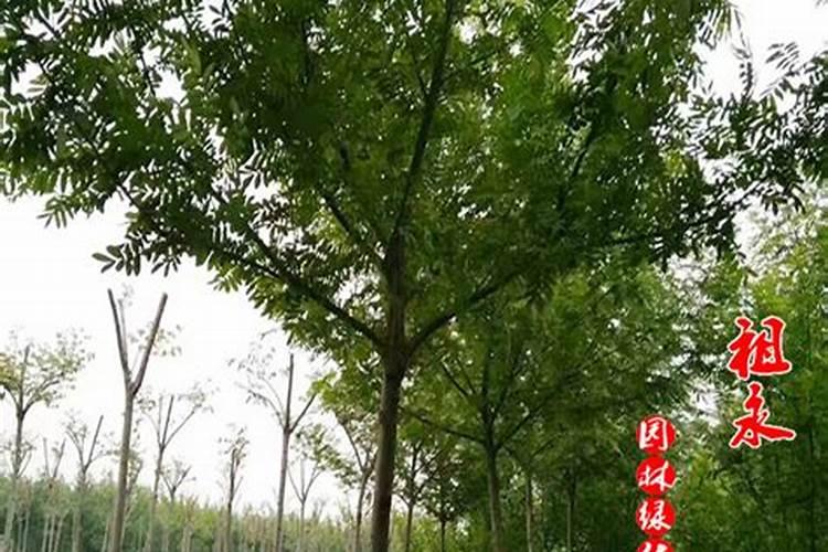 大院内左边有颗大杨树的风水学