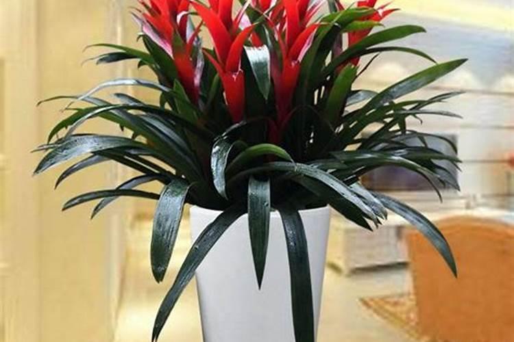什么花风水最好最旺财图片、旺财的花有哪些？