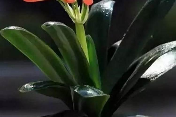 什么花养的人最旺财气运？