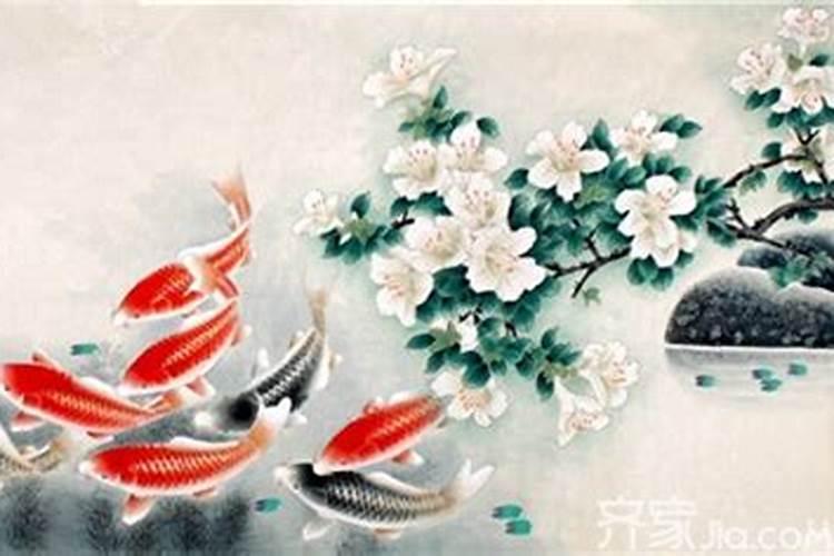 风水财运鱼养几条好？