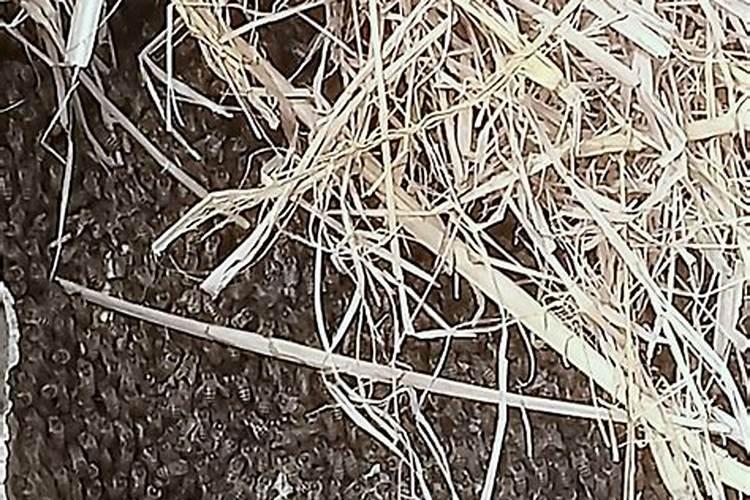 我祖父坟墓里来了一窝蜜蜂好不好？