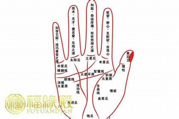 男人什么样的手型最有福气男人好的手相？