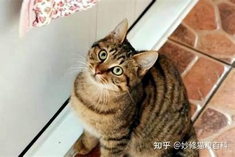 办公室狸花猫能养吗风水好吗？
