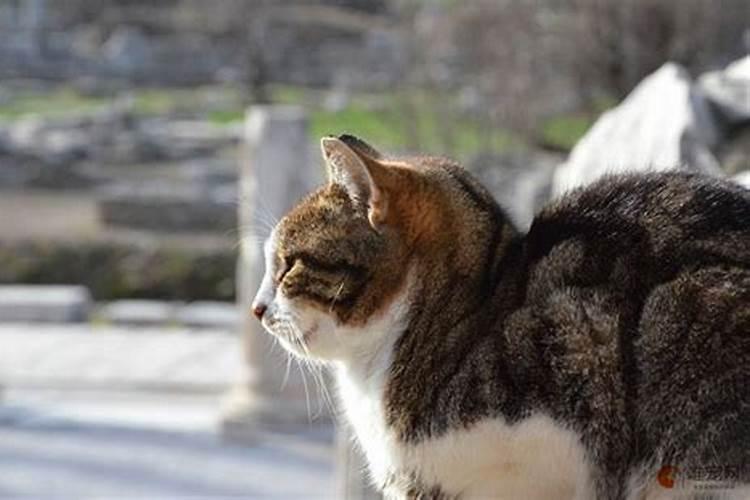 狸花猫在风水上的说法有什么寓意？