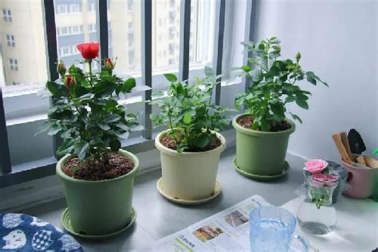 入户门放啥花最好看风水？