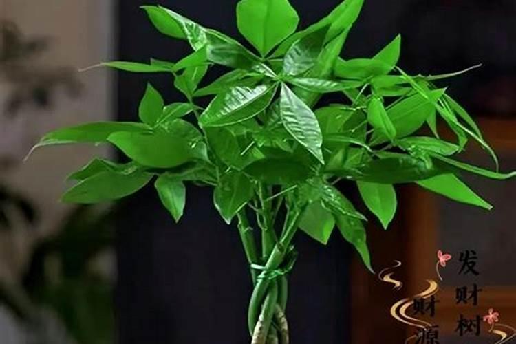 树下摆什么花招财最好风水？