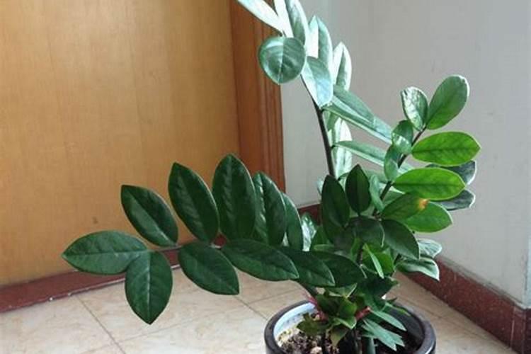 金钱树放什么花最旺财运？